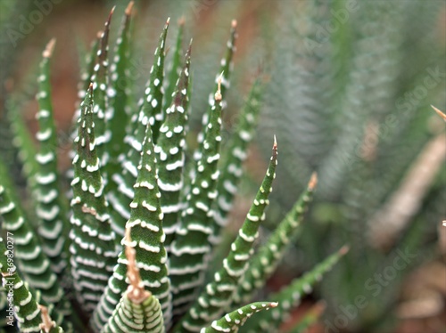Wallpaper Mural Closeup green Fasciated haworthia , Haworthia fasciata plants ,succulent cactus ,desert plants with flower and blurred background ,macro image ,sweet color	 Torontodigital.ca