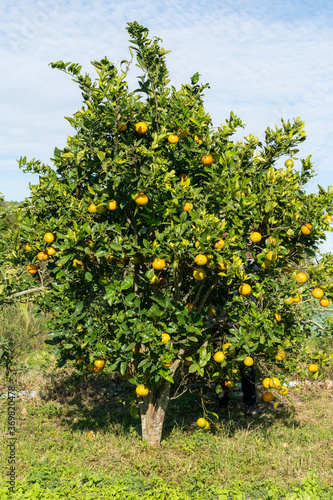 Food ecological farm fruit 