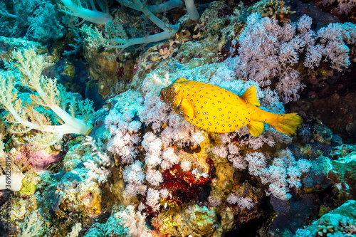 Yellow Box Fish on colorful Coral Reef in Red Sea