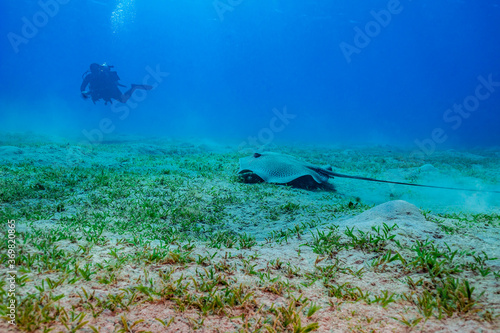 Fototapeta Naklejka Na Ścianę i Meble -  Blurred Diver and Ray on a Sandy Seagrass Area