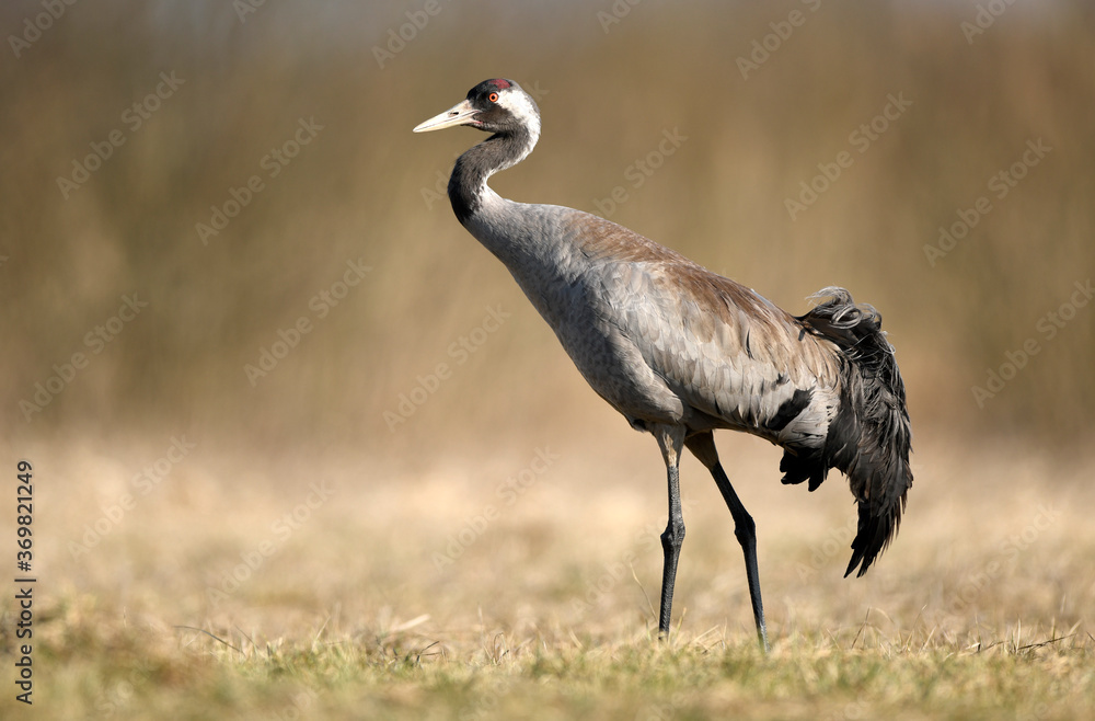 Fototapeta premium Żuraw zwyczajny (Grus grus) ptak