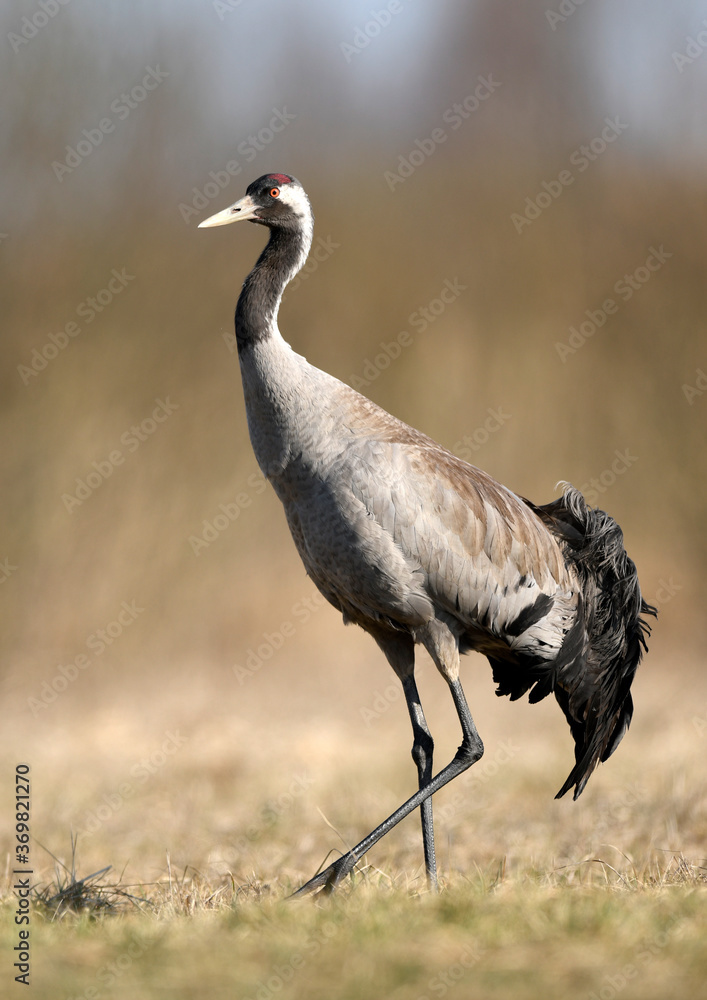 Obraz premium Common crane (Grus grus) bird