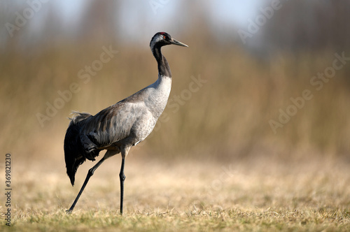 Common crane (Grus grus) bird