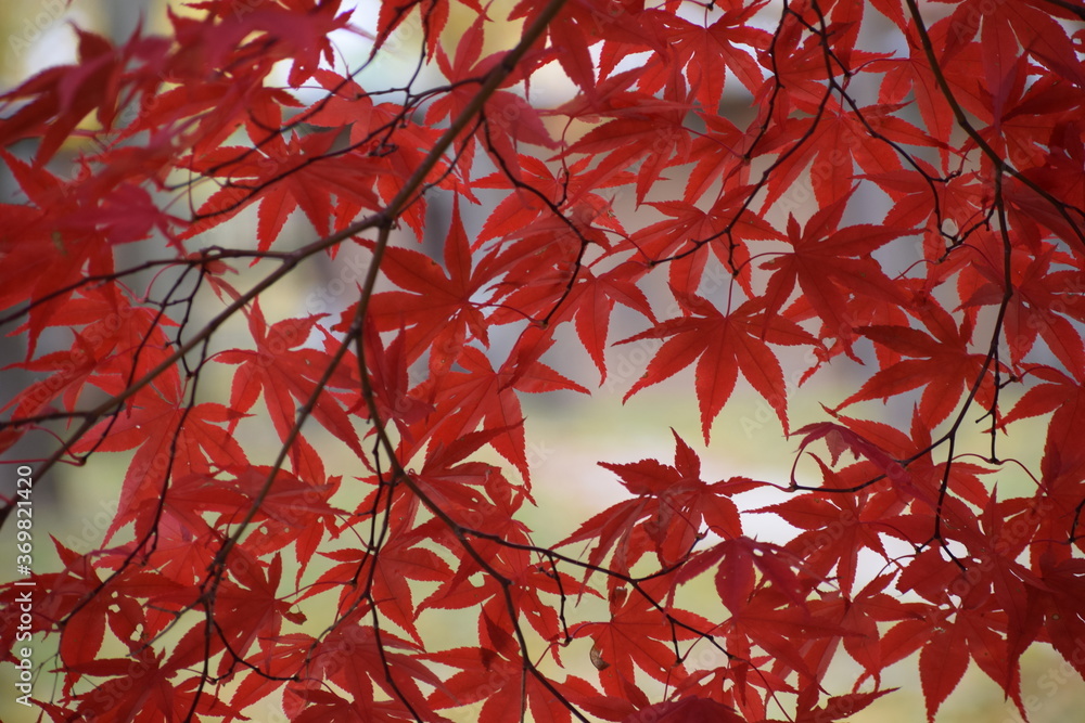 Red Japanese maple leaves in fall Red Japanese maple leaves in fall