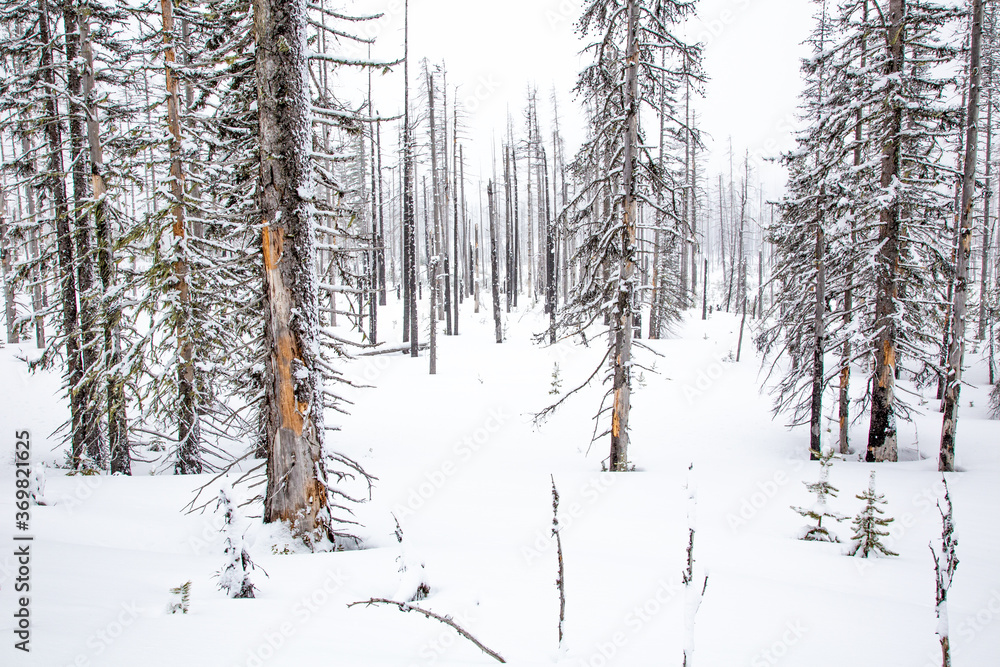 Fototapeta premium Dead trees from a recent forest fire in a winter snow scene