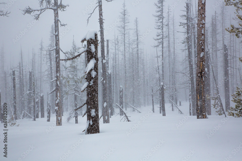 Fototapeta premium A snow storm, snow flackes in the air, surround dead trees from a recent forest fire in a winter snow scene