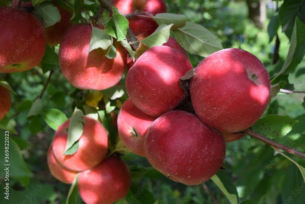 Fresh ripe Ida red apples on a tree Fresh ripe Ida red apples on a tree