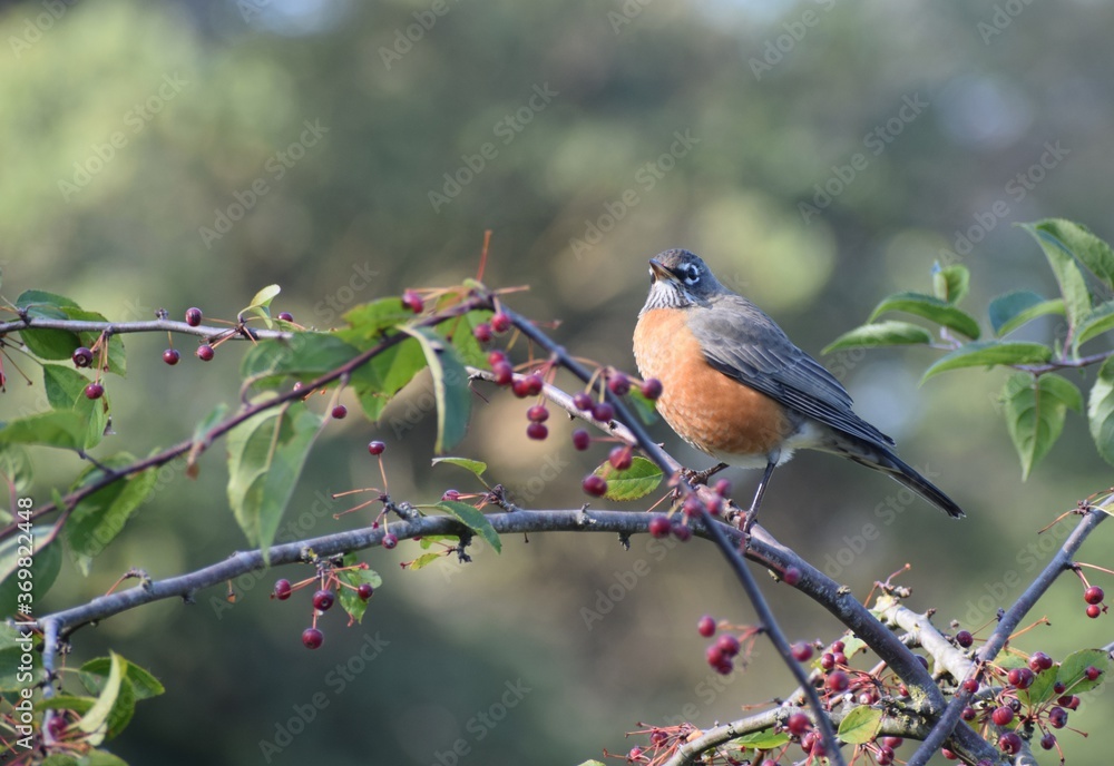 Robin perched among winter berries Robin perched among winter berries