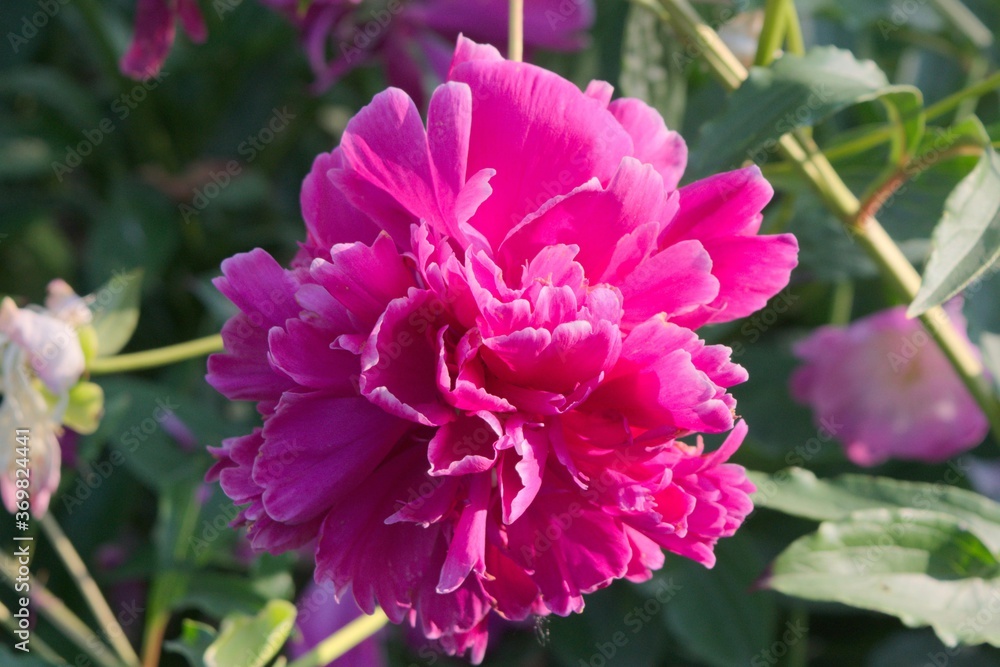 Fototapeta premium Close up of sunlit bright pink peony
