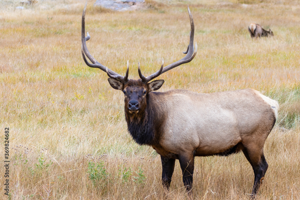 Elk Herd on a Beautiful Rocky Mountain Evening Elk Herd on a Beautiful Rocky Mountain Evening