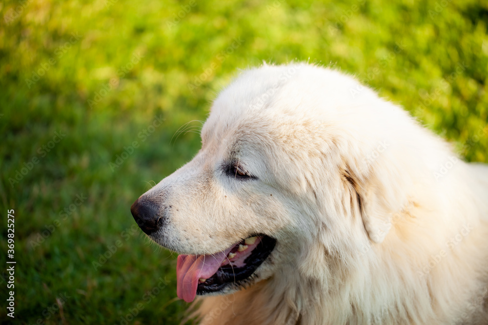 Portrait of a large white shepherd dog with its tongue hanging out on a background of green grass