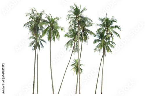 Group of coconut tree  isolated on white background.