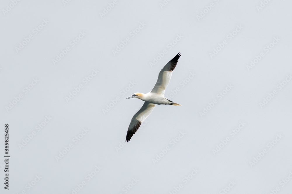 Obraz premium A single white and yellow gannet gliding through the grey sky. The wild flying seabird has black wing tips. The airborne Northern Gannet has a wide wing span, a long neck and beak.
