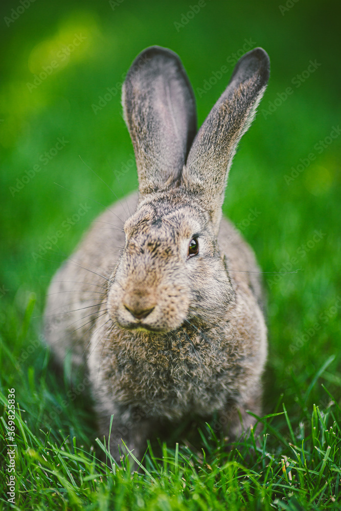 Fototapeta premium Large adult gray hare with long ears in full growth on green grass on sunny day. Close up of cute grey bunny sitting on green grasses in the park. Brown hare. Beautiful Norfolk wild coney sat on lawn