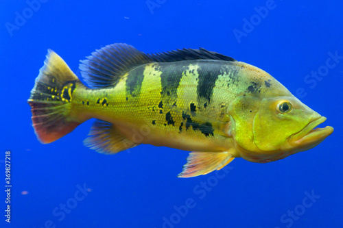 ピーコックバス・シクリッド・peacock bass（アクアリウム）