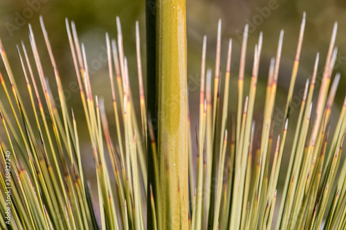 Flower spike and leaves of the Oval Grass Tree