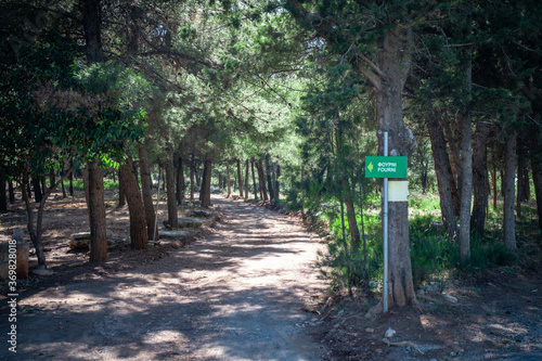 Colorful forest with sun rays through branches of trees. Scenery of nature with sunlight. Fourni forest near to Archanes village, Crete, Greece. Famous tourist spot site. photo