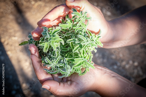 A woman holding a bouquet of raw sage in her hands. Wild Sage herb bunch. Aromatic sage plant on natural background in forest. Herbs concept. Hands hold a bunch of medicinal herbs.