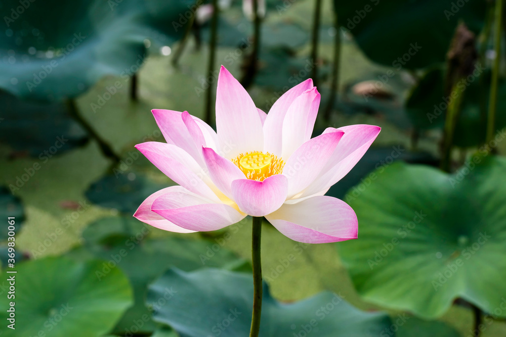 Lotus flower and Lotus flower plants
Lotus flower and Lotus flower plants