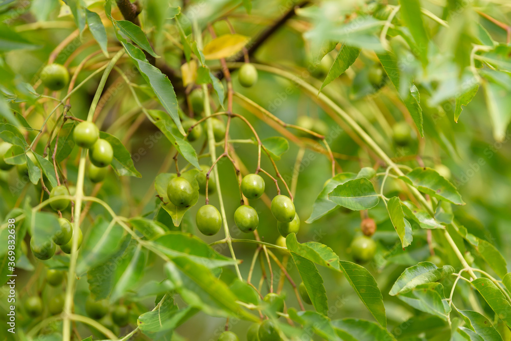 Young fruits of Chinaberry tree, on the branch Young fruits of Chinaberry tree, on the branch
