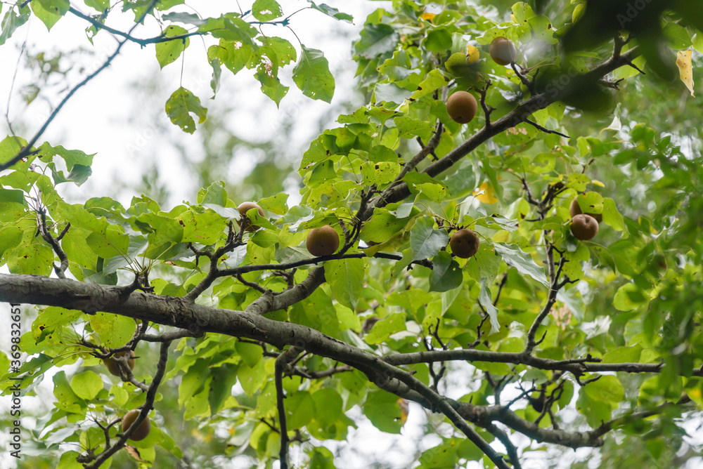 Japanese pear fruit of Wild species, on the branch, Pyrus pyrifolia