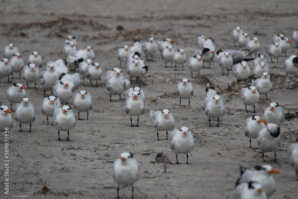 Fototapeta premium Sea Birds