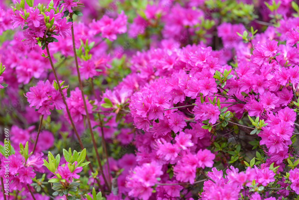 Pink azalea flower, in full bloom, Rhododendron