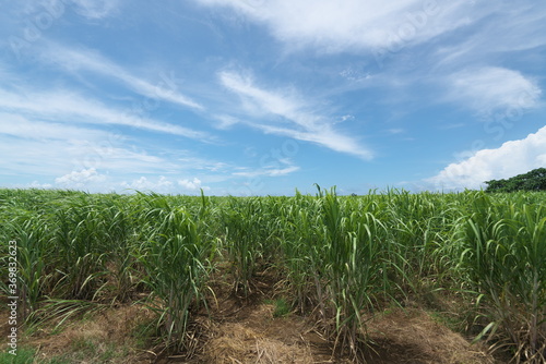Okinawa,Japan-July 18, 2020: Sugar Cane Field in Miyako island, Okinawa, Japan