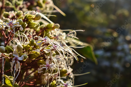 Clerodendrum infortunatum, known as bhat or hill glory bower, is a perennial shrub belonging to the family Lamiaceae, also sometimes classified under Verbenaceae. photo