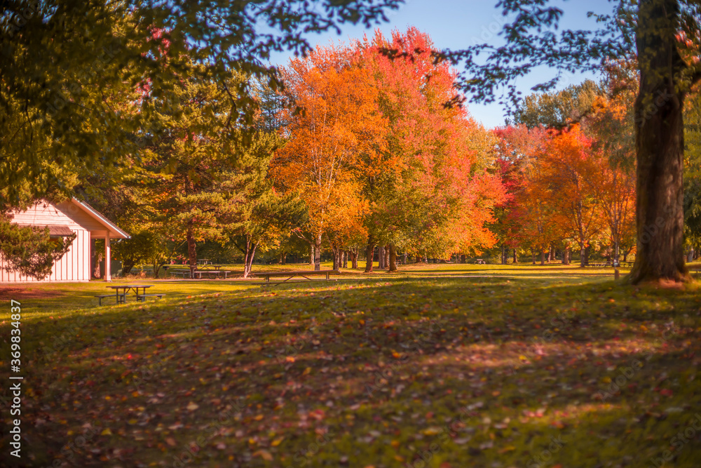 Fall at the Park