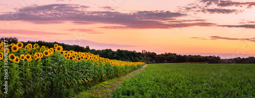 Sunflowers' field under sunset 
