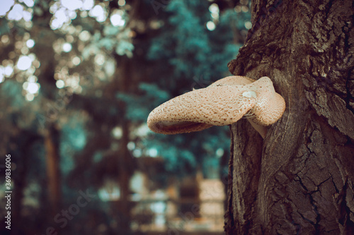 dryad's saddle on a walnut tree, pheasant's back mushroom photo