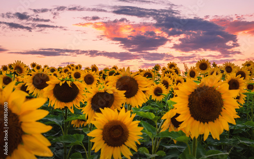 Fototapeta Naklejka Na Ścianę i Meble -  Sunflowers' field under sunset 