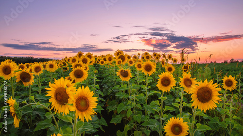 Sunflowers  field under sunset 