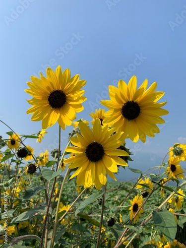 field of sunflowers