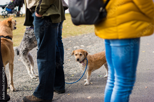 dog between legs, with a small dog among large dogs, he is not enthusiastic about walking