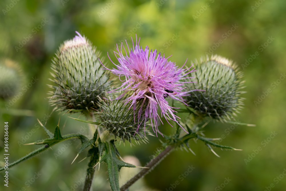 Cirsium vulgare, the spear thistle flower macro selective focus Cirsium vulgare, the spear thistle flower macro selective focus