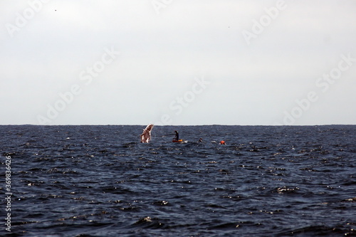 Fin of a humpback whale in Machalilla National Park off the coast of Puerto Lopez, Ecuador photo