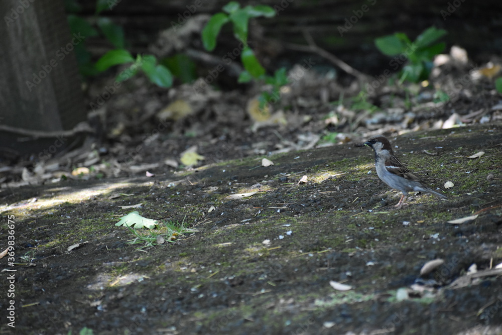 Small bird resting on the trail, Auckland, New Zealand Small bird resting on the trail, Auckland, New Zealand