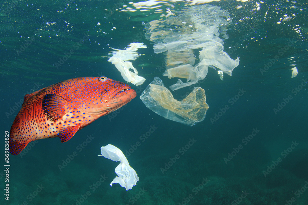 Plastic pollution in ocean and fish eating plastic straw and bag