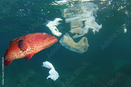 Photography Plastic pollution in ocean and fish eating plastic straw and bag