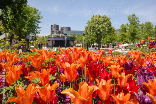 red and purple tulips in a park in Denmark photo