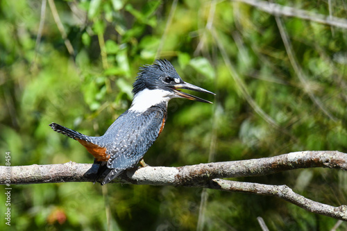 Ringed Kingfisher perched on a branch in the jungle. Large blue and red fish bird with very large bill. Nature tourism and bird watching