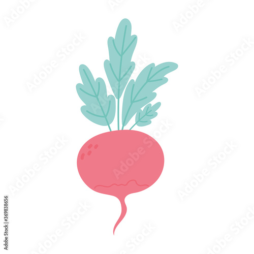 fresh radish nutrition vegetable isolated icon design white background