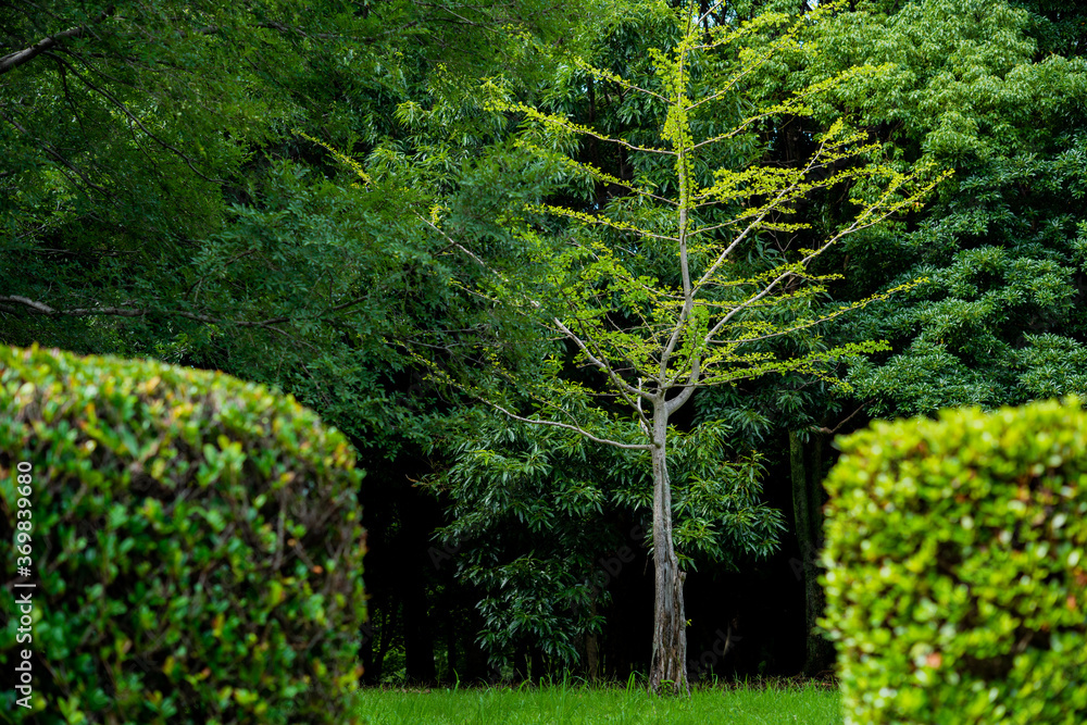 Obraz premium 公園の植物