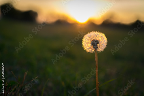 shining dandelion at sunset  dandelion  from closeup