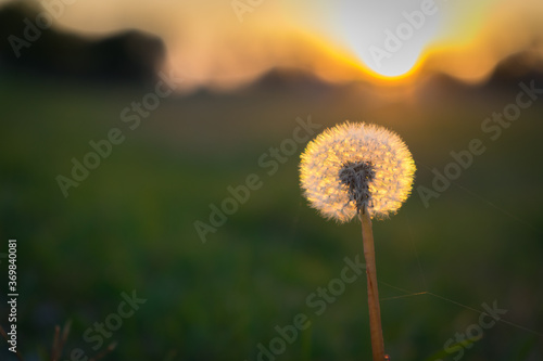 shining dandelion at sunset  dandelion  from closeup