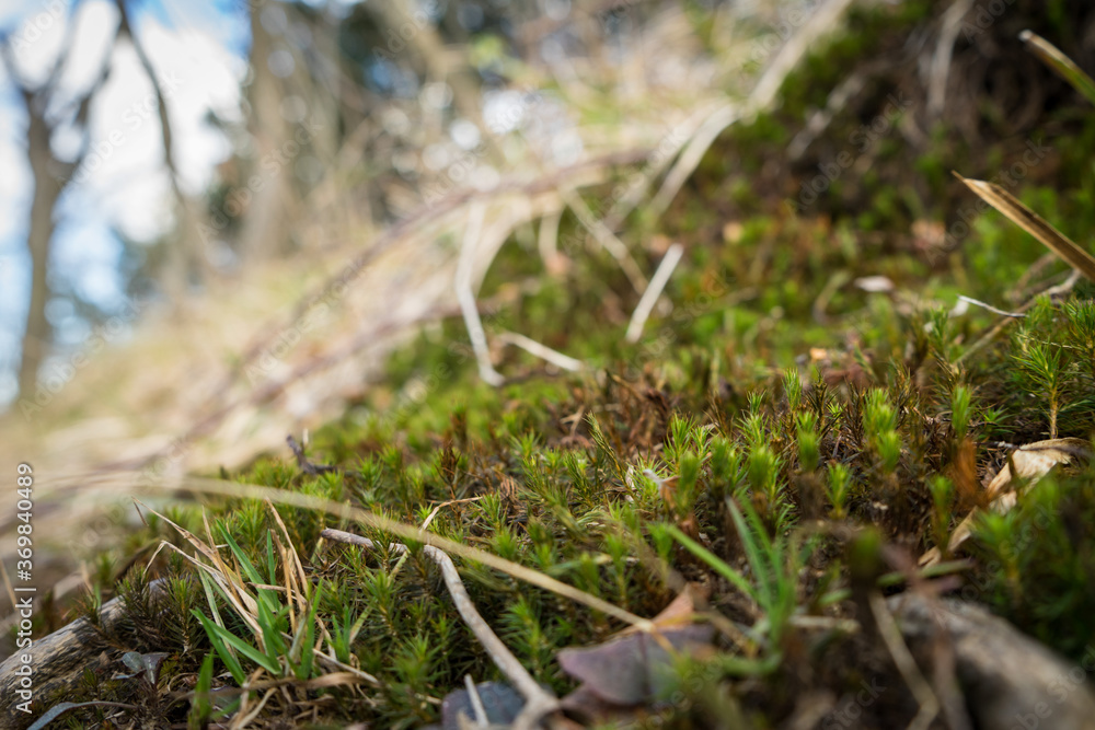 moss close up in the forest at spring moss close up in the forest at spring