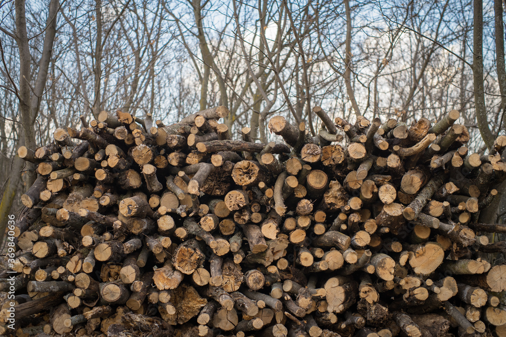 Logged wood in forest , Wall of firewood for the winter