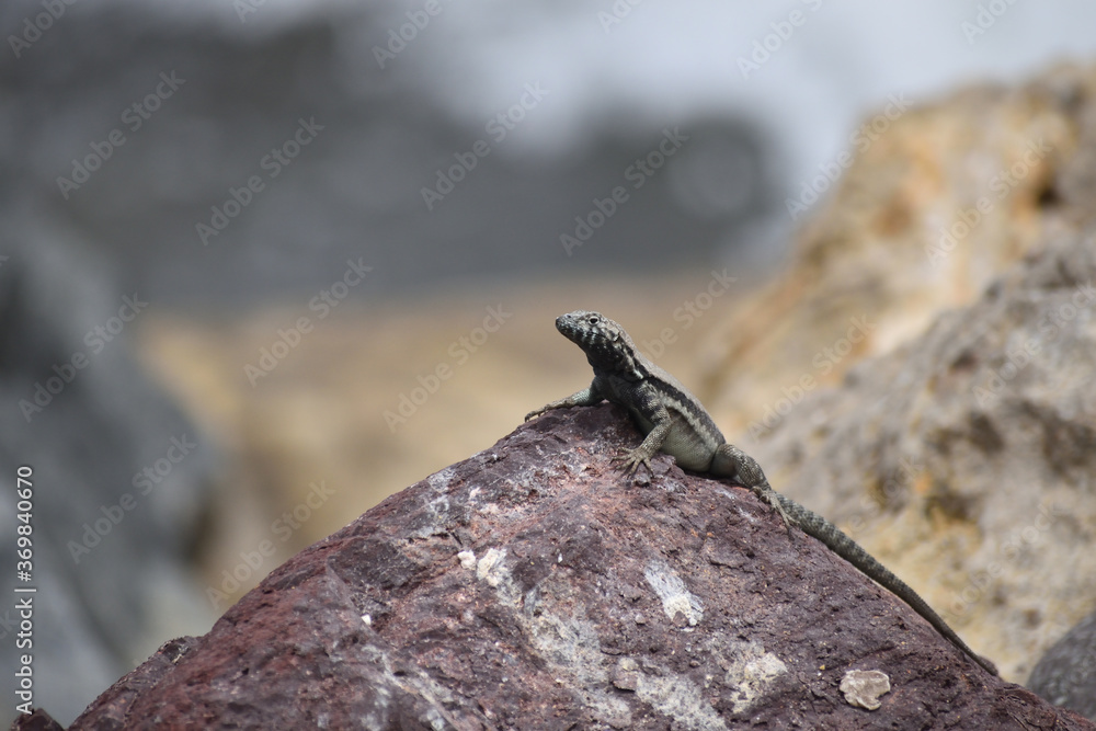 iguana iguana